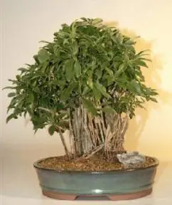 Hawaiian Umbrella Bonsai Tree - Banyan Style - 17"x15"x20" (arboricola schefflera 'luseanne')