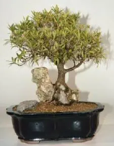 Willow Leaf Fig - Root Over Rock - 18"x17"x22" (ficus nerifolia/salicafolia)