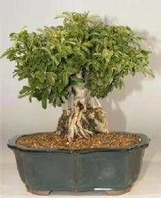 Hawaiian Umbrella Bonsai Tree - Roots Growing Over Rock - 17"x15"x18" (arboricola schefflera)