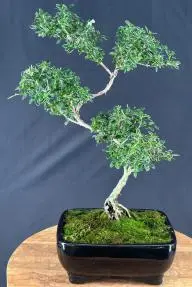 Trained Flowering Mount Fuji Serissa Bonsai Tree (serissa foetida)