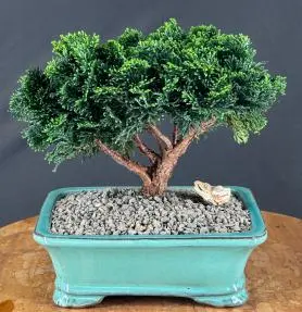 Hinoki Cypress Bonsai Tree Evergreen Conifer - Medium (chamecyparis obtusa 'nana')
