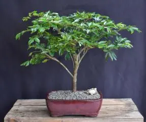 Flowering Dwarf Red Powder Puff Bonsai Tree (calliandra schultzei 'rose cascade')