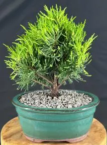 Golden Joy Shimpaku Juniper (juniperus pfitzeriana)