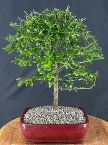 Flowering Sweet Plum Bonsai Tree
(sageretia theezans)