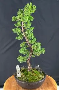Trained Juniper "Karate Kid" Bonsai Tree (juniper procumbens nana)