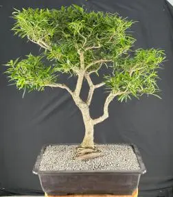 Trained Willow Leaf Ficus Bonsai Tree (Ficus Nerifolia/Salisafolia)
