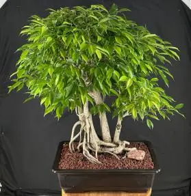 Ficus Philippinensis Bonsai Tree Exposed Root & Banyan Style (ficus philippenensis)