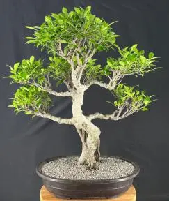 Ficus Retusa Bonsai Tree Curved Trunk & Tiered Branching (ficus retusa)