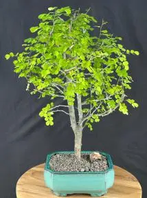 Flowering Campeche Bonsai Tree (haematoxylum campechianum)