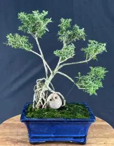 Trained Flowering Mount Fuji Serissa Bonsai Tree Exposed Roots (serissa foetida)