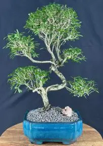 Trained Chinese Flowering White Serissa Bonsai Tree of a Thousand Stars (serissa japonica)