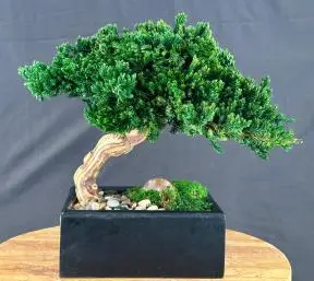 One of a Kind Monterey Juniper Single Trunk Preserved Bonsai Tree (Preserved - Not a Living Tree)