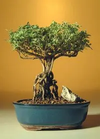 Flowering Mount Fuji Serissa Bonsai Tree - Medium With Raised Roots (serissa foetida)