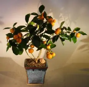 Orange Citrus Bonsai Tree ("Calamondin" Orange)
