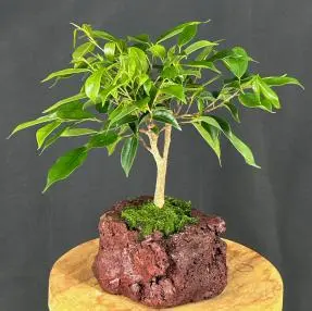 Oriental Ficus Bonsai In Lava Rock (ficus benjamina 'orientalis')