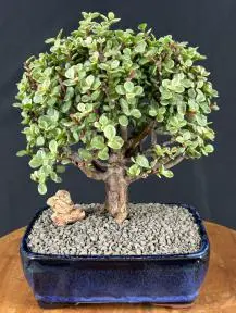 Baby Jade Bonsai Tree Variegated - Large (portulacaria afra variegata)