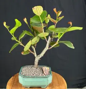 Flowering Sea Grape Bonsai Tree (coccoloba uvifera)