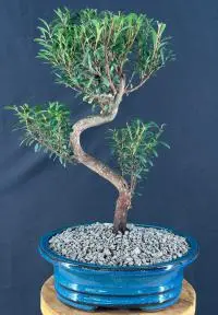 Flowering Chinese Myrtle Bonsai Tree Curved Trunk Style (myrtus communis 'compacta')