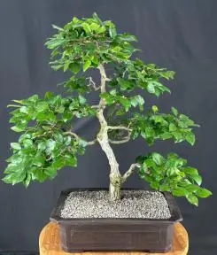 Pyramidal European Hornbeam Bonsai Tree (Carpinus betulus 'Fastigiata')