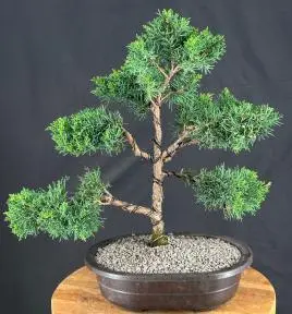 Trained Shimpaku Juniper Bonsai Tree (juniper chinensis 'shimpaku')
