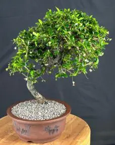 Flowering Fukien Tea Bonsai Tree (ehretia microphylla)