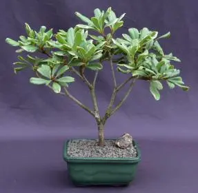 Flowering Japanese Mock Orange Bonsai Tree - Variegated (pittosporum tobira variegata)