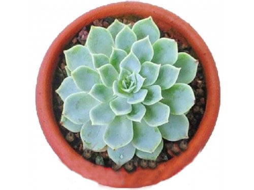 Potted Succulent 5