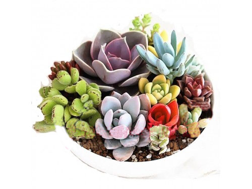 Succulent Garden 1