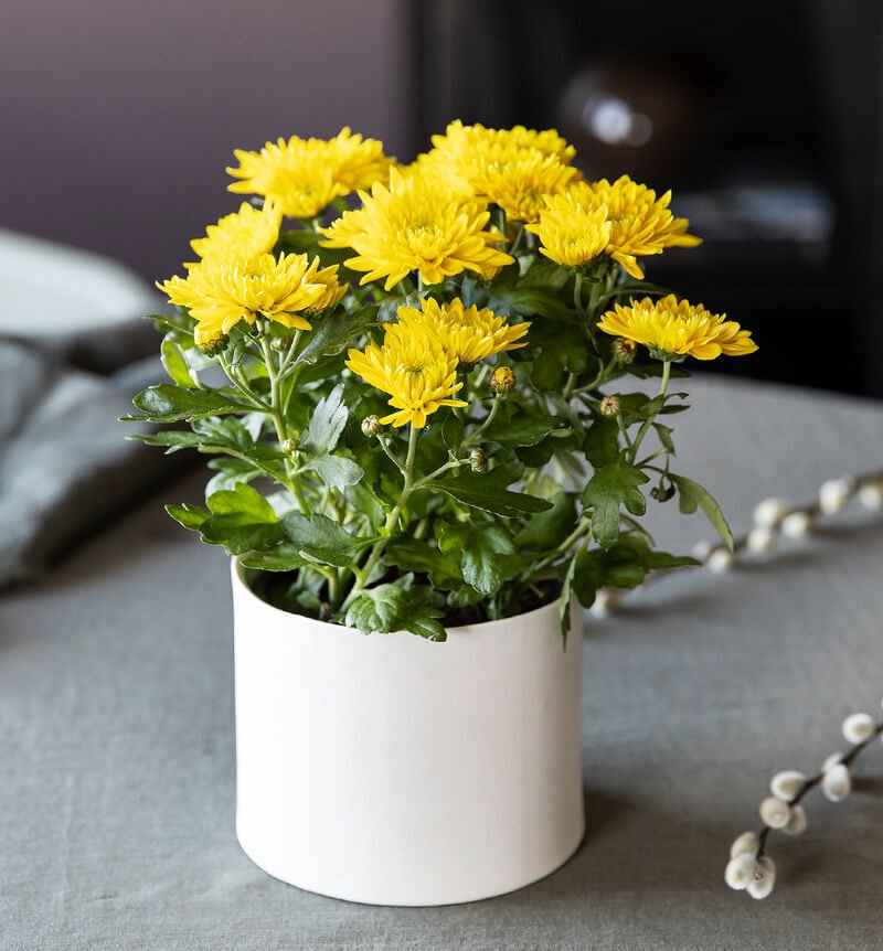 Yellow chrysanthemum
