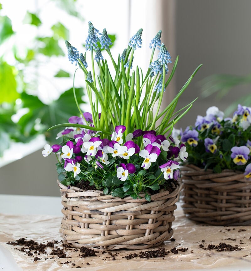 Viola with pearl flowers