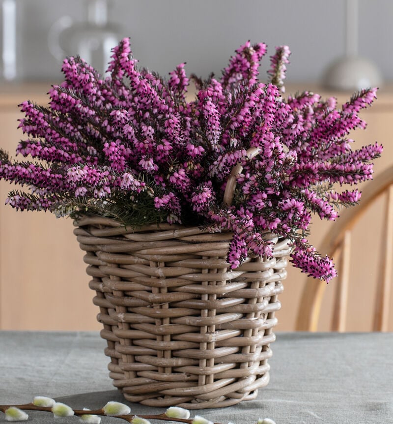 Pink spring heather