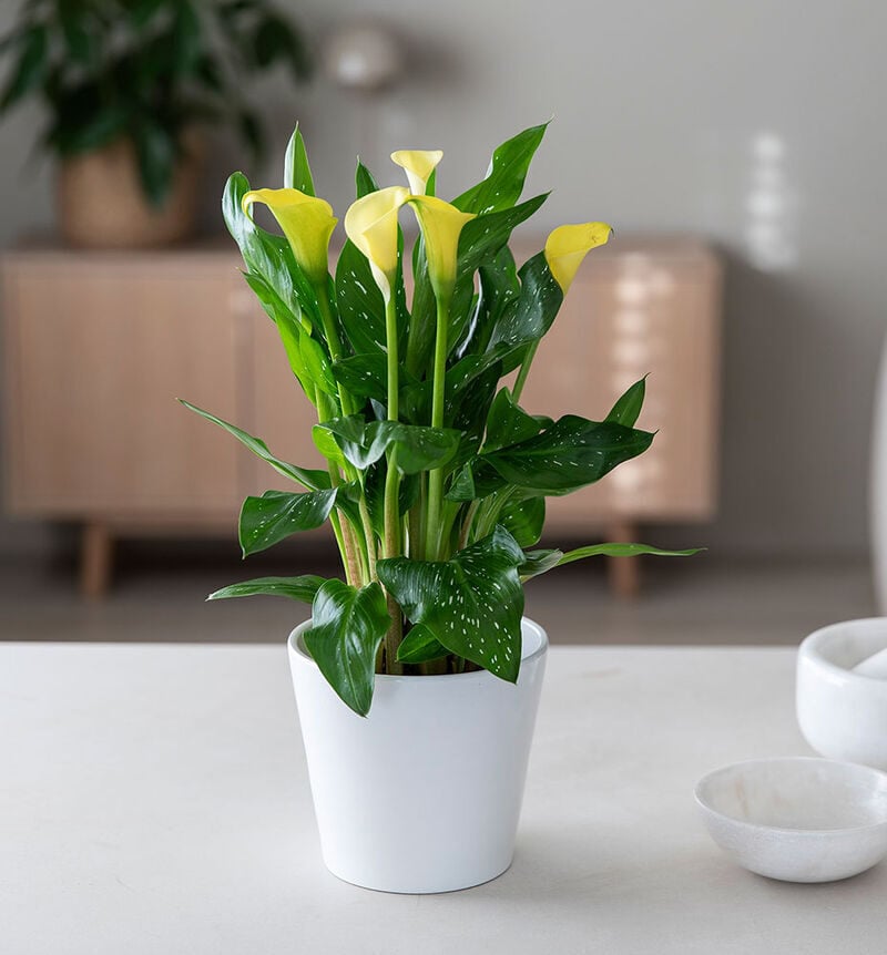Yellow calla