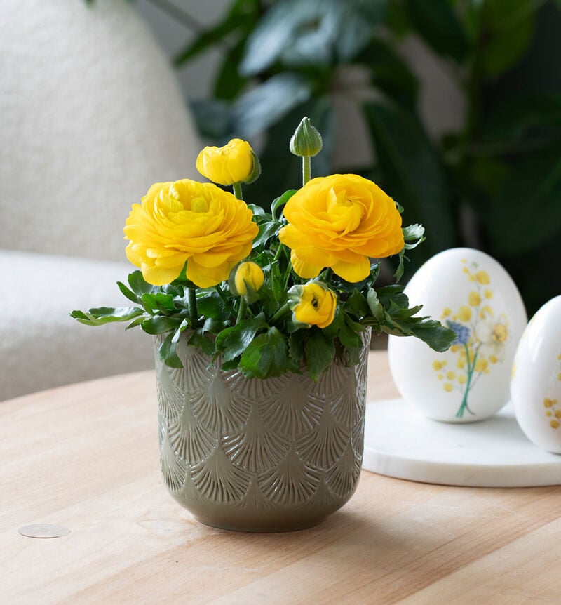 Ranunculus yellow