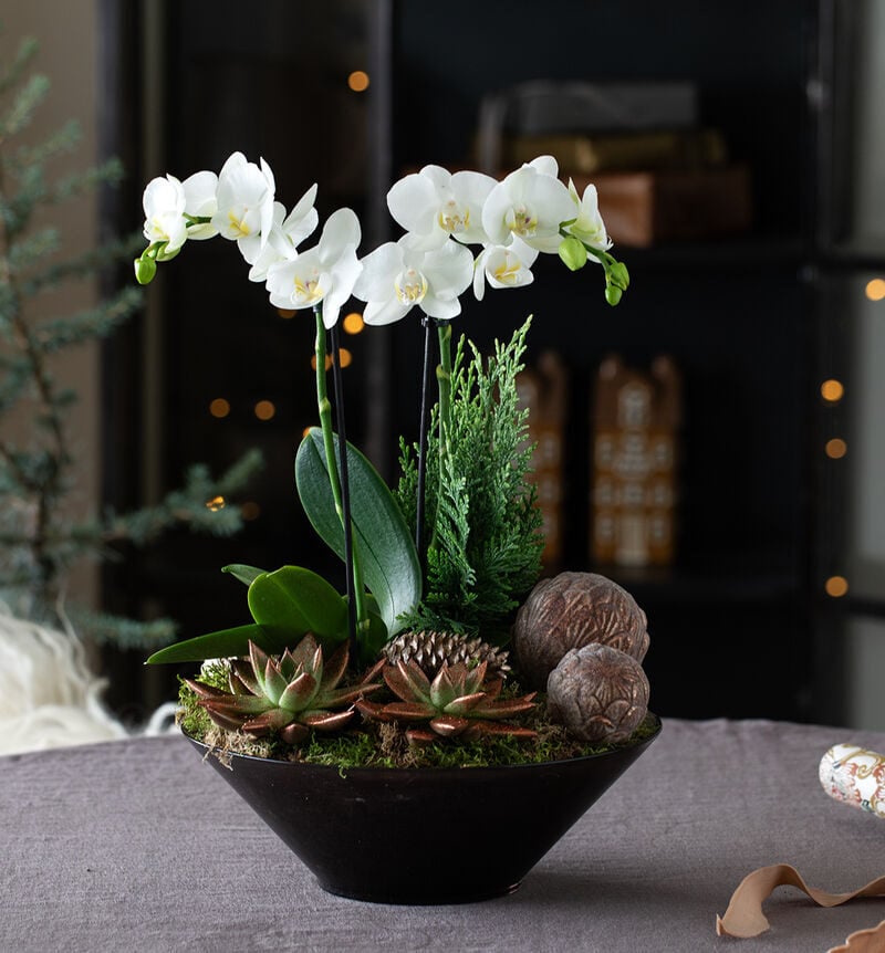 White orchid group in glass dish, allergy-friendly