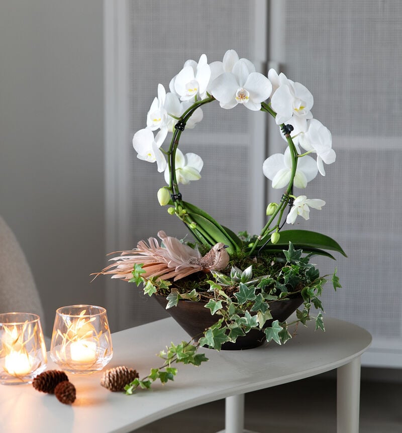 Phalaenopsis in black dish