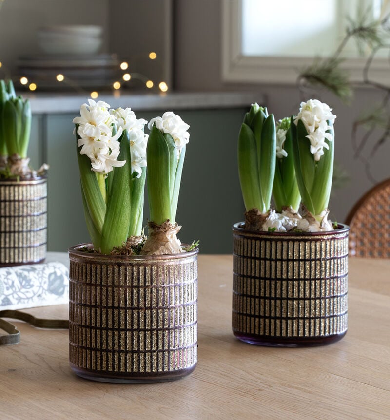 Swivel in glass pot Elegant Eve