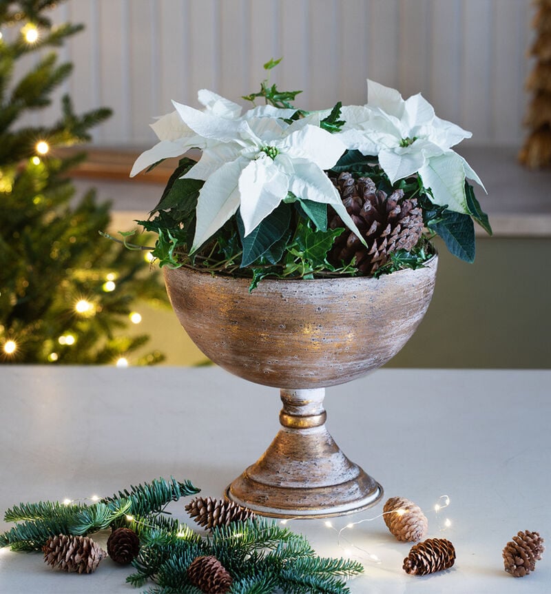 White poinsettias in a pot of gold on a stand