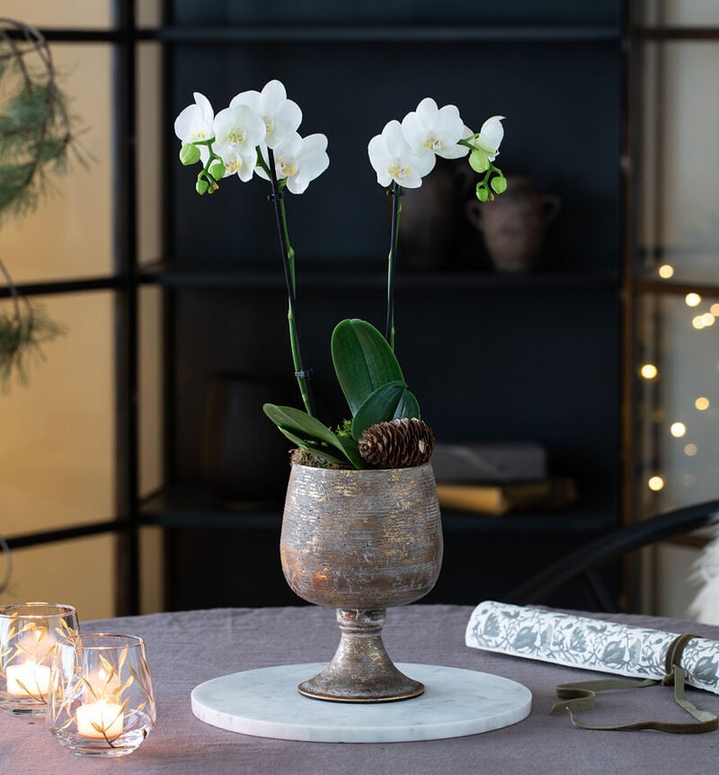 Phalaenopsis in a gold pot on a stand