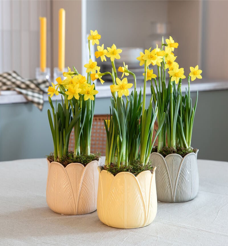 Daffodil in Tulip pot