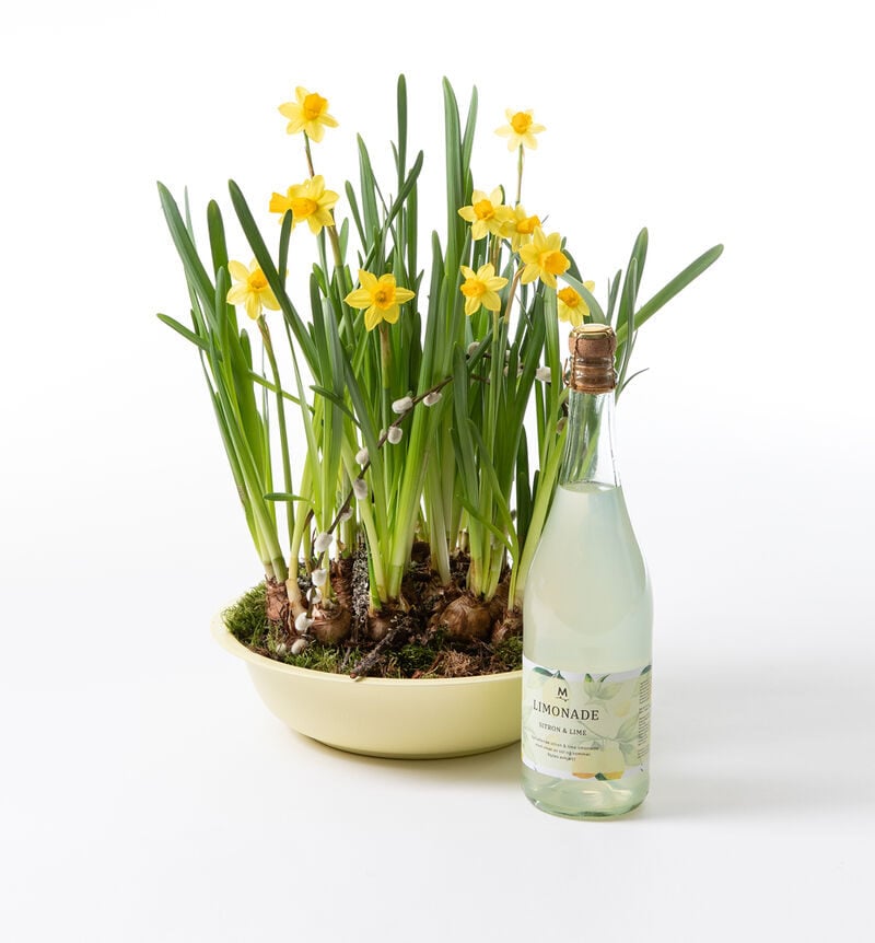Daffodils in a zinc dish with lemonade