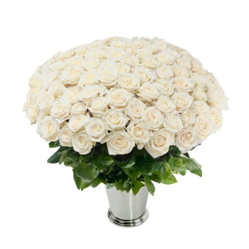 100 White Roses