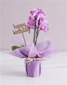 Phalaenopsis Orchid Plant