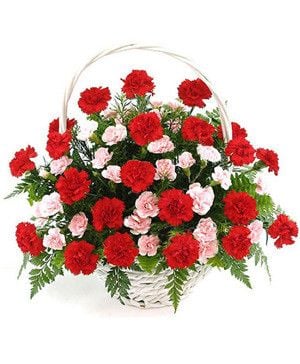 18 Rainbow Ecuadorian Roses