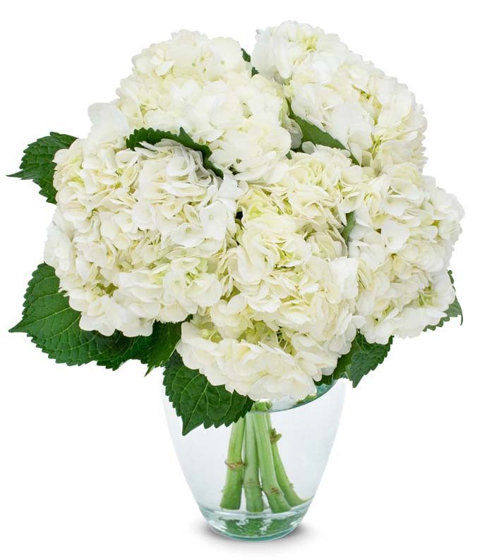 Large White Hydrangeas Bouquet