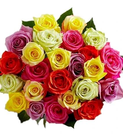 Assorted colors Ecuadorian Roses (12 Roses)