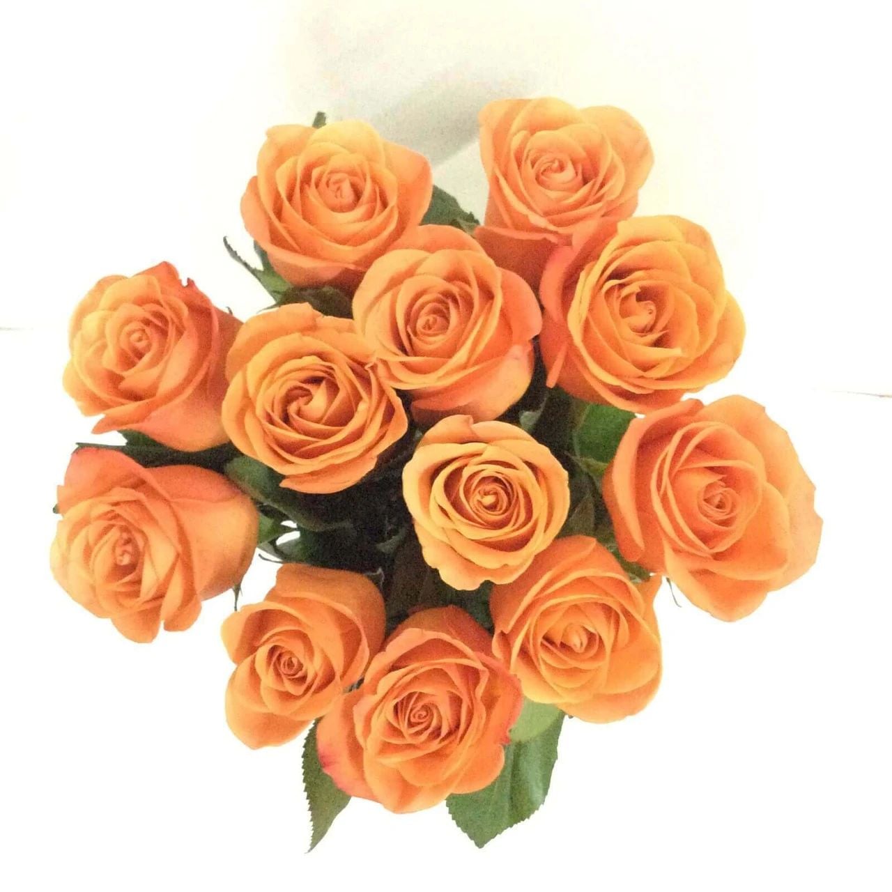 12 Orange Ecuadorian Roses (12 Roses)