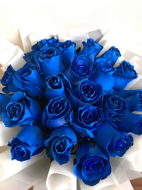 https://cdn11.bigcommerce.com/s-s00dfko9/images/stencil/{:size}/products/291/2088/blue_ecuador_2__06171.1656824096.jpg?c=2