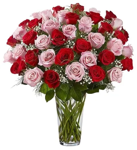 https://cdn11.bigcommerce.com/s-s00dfko9/images/stencil/{:size}/products/78/2434/Pink_Red_Ecuadorian_Roses_Manila__23497.1769278912.jpg?c=2
