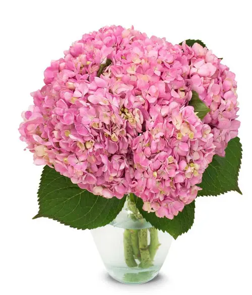 https://cdn11.bigcommerce.com/s-s00dfko9/images/stencil/{:size}/products/195/2268/Pink_Hydrangea_Bouquet__10314.1724349207.jpg?c=2