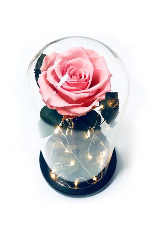 https://cdn11.bigcommerce.com/s-s00dfko9/images/stencil/{:size}/products/591/1519/pink__53172.1588714199.jpg?c=2